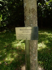 Dalbergia latifolia