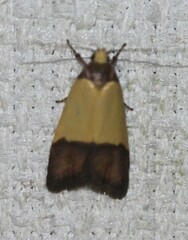Heteroteucha dichroella