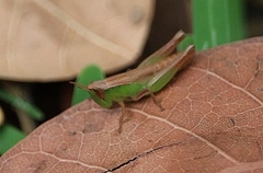 Spathosternum prasiniferum