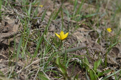 Tulipa dasystemon