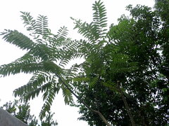 Zanthoxylum ailanthoides