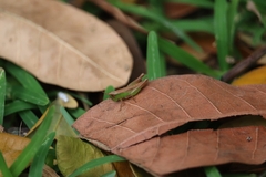Spathosternum prasiniferum