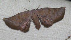 Parepisparis multicolora