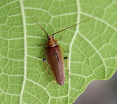 Balta bicolor