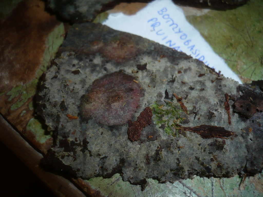 Botryobasidium pruinatum