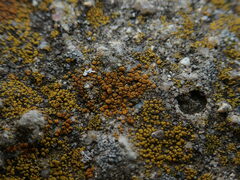 Candelariella aurella