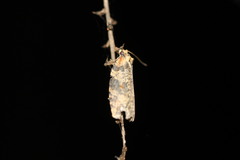 Cryptoptila australana