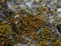 Candelariella aurella