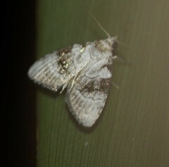 Acatapaustus metallopa