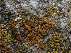 Candelariella aurella