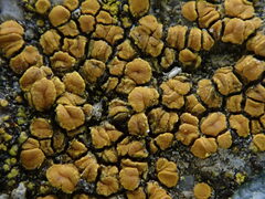 Candelariella aurella