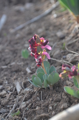 Corydalis ledebouriana