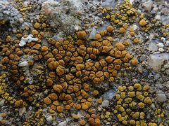 Candelariella aurella