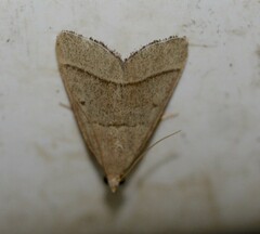 Hypsopygia albidalis