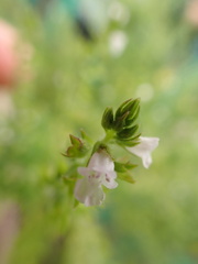Mosla dianthera