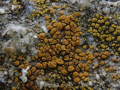 Candelariella aurella