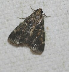 Orthaga atribasalis