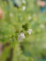 Mosla dianthera