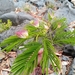 Albizia polyphylla - Photo (c) merveille, some rights reserved (CC BY-NC), uploaded by merveille