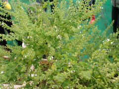 Mosla dianthera