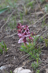 Corydalis ledebouriana