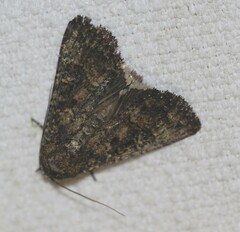 Condica illecta