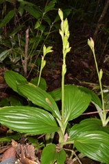 Malaxideae