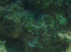 Azurina multilineata