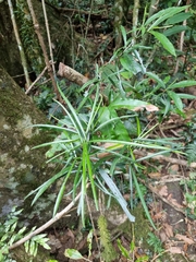 Atractocarpus chartaceus