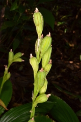 Malaxideae
