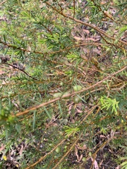 Persoonia juniperina