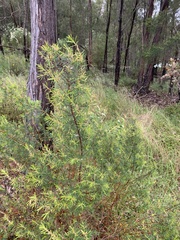 Persoonia juniperina