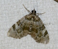 Heterochasta lasioplaca