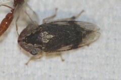 Anacotis hackeri