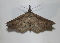 Philogethes metableta