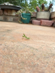 Miomantis caffra