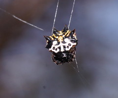 Gasteracantha sacerdotalis