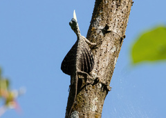 Draco sumatranus