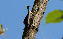 Draco sumatranus