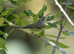 Phylloscopus borealis
