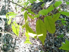 Combretum macrocalyx image