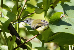 Arachnothera longirostra
