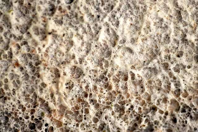 Botryobasidium vagum