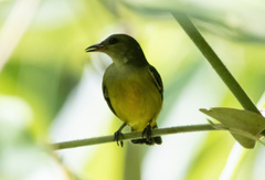 Dicaeum trigonostigma