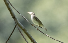 Phylloscopus borealis