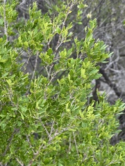 Fraxinus greggii