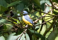 Dicaeum trigonostigma