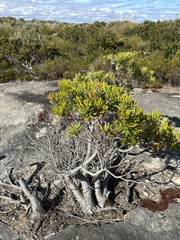 Banksia attenuata