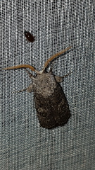 Cryptophasa irrorata