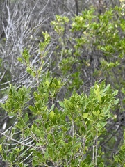 Fraxinus greggii